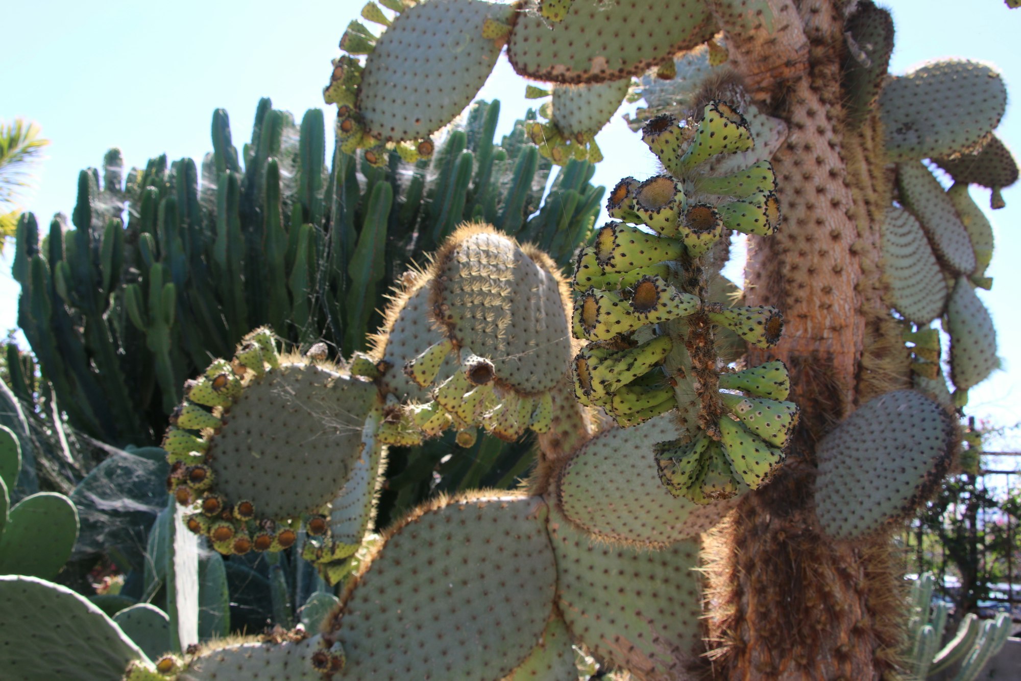 Cactus